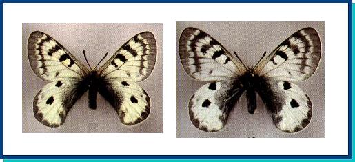 Parnassius patricius